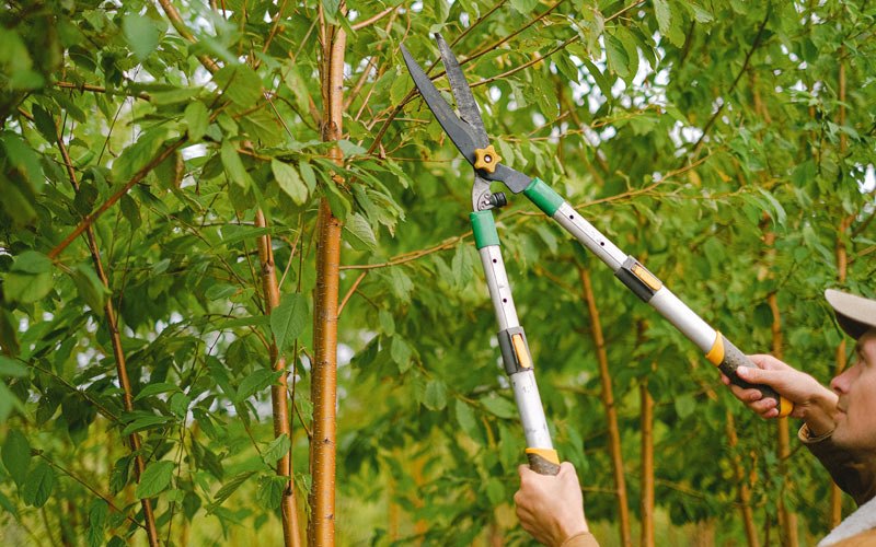 Tree trimming in Yacolt, WA